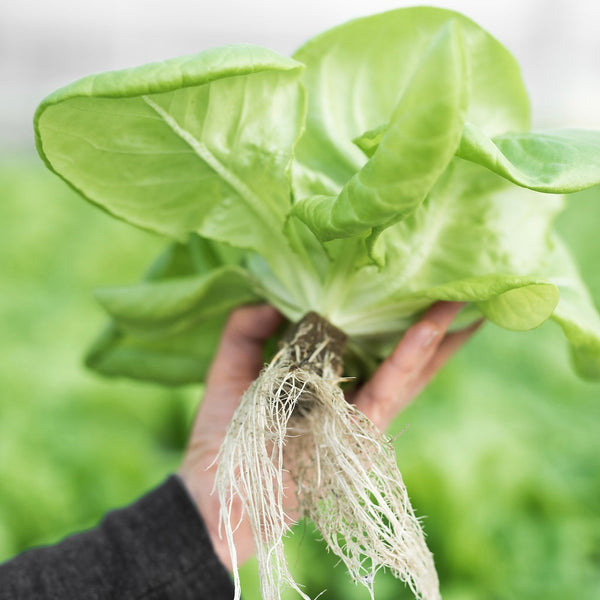 What's Butterhead Lettuce? Snuck Farm