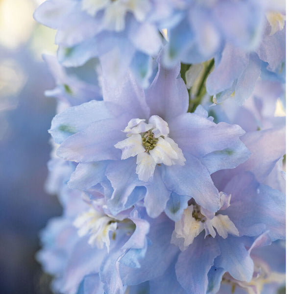 Perennial Delphinium Magic Fountains Sky Blue Snuck Farm