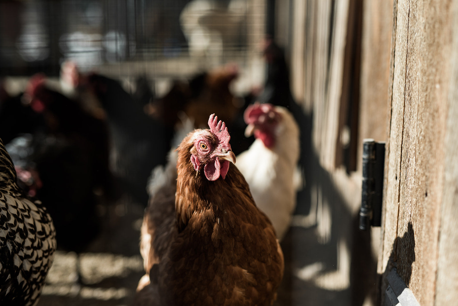 Snuck Share Week #21