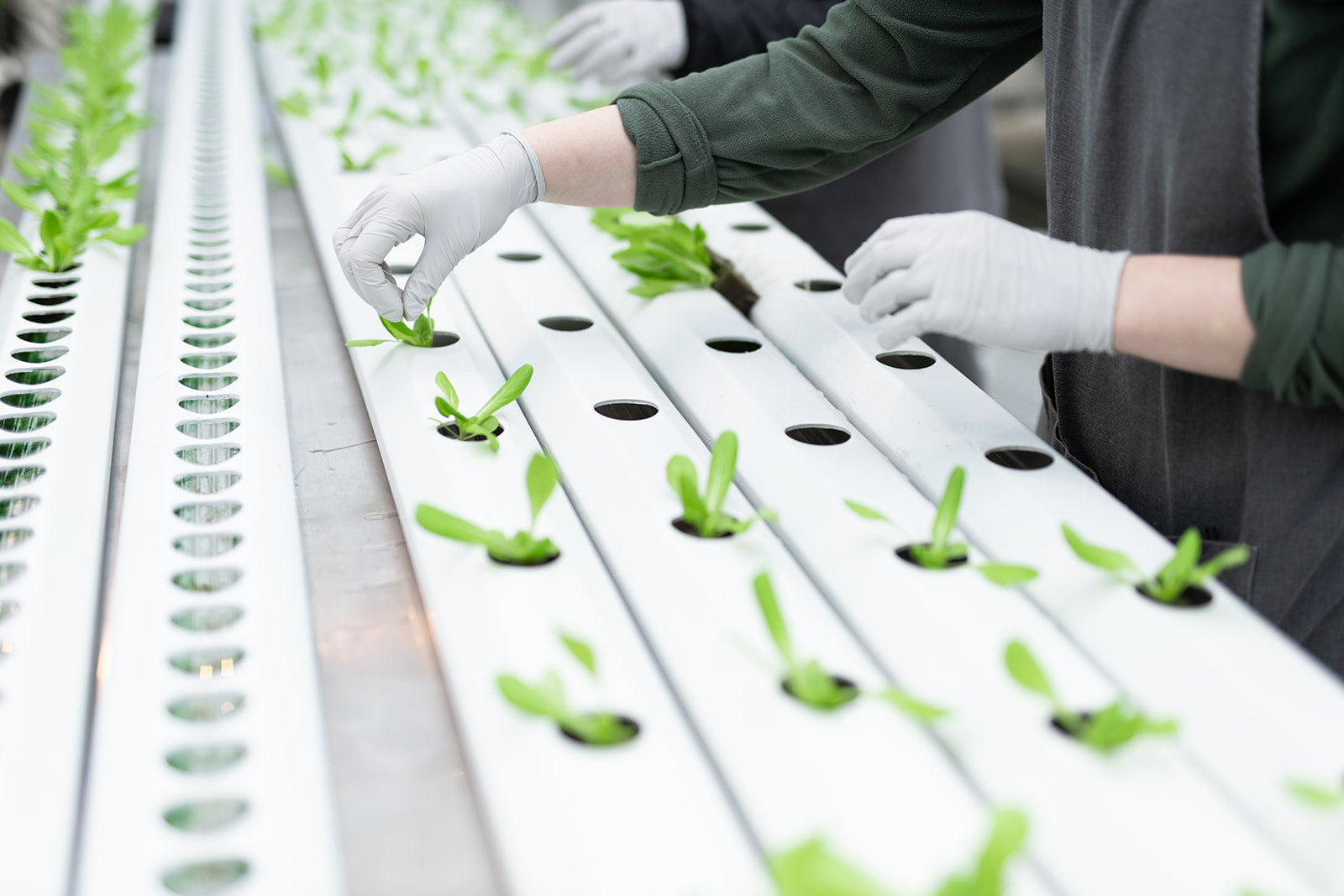 Snuck Share Week #18, 2020