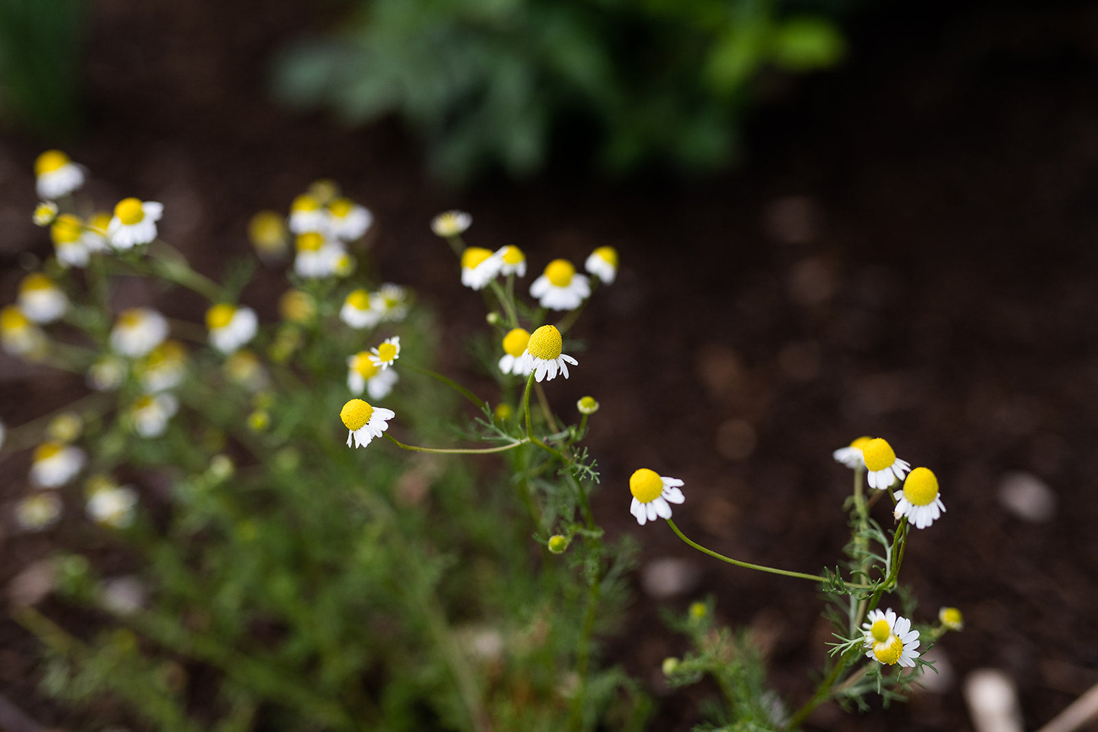 Snuck Share Week #25, 2020