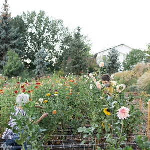 Snuck Farm's Cut Flower Nursery