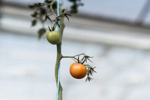 We’re harvesting Farmyard Shares