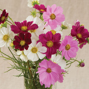 72 Cell Tray Cosmos Versailles Mix- Warm Season