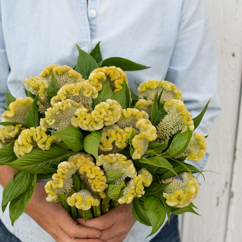 Celosia - Cramer's Lemon Lime