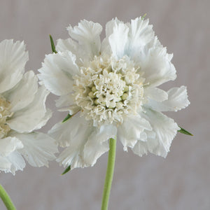 Perennial Scabiosa Fama White