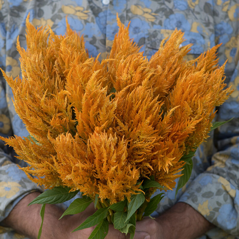 Celosia - Sunday Gold