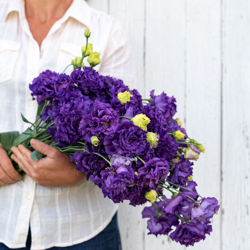 Lisianthus Voyage 2 Blue