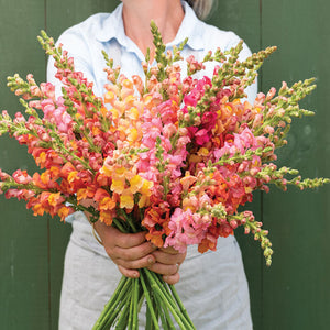 72 Cell Tray Snapdragon Potomac Early Sunrise- Cool Season