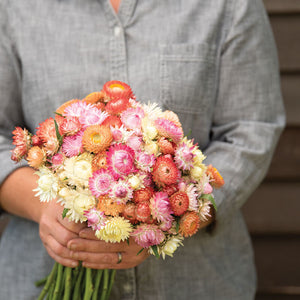 72 Cell Tray Strawflower Seashells Mix- Cool Season