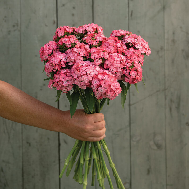 Dianthus Barcelona Pink