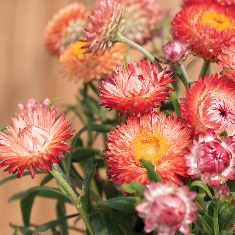 Strawflower - King Size Salmon