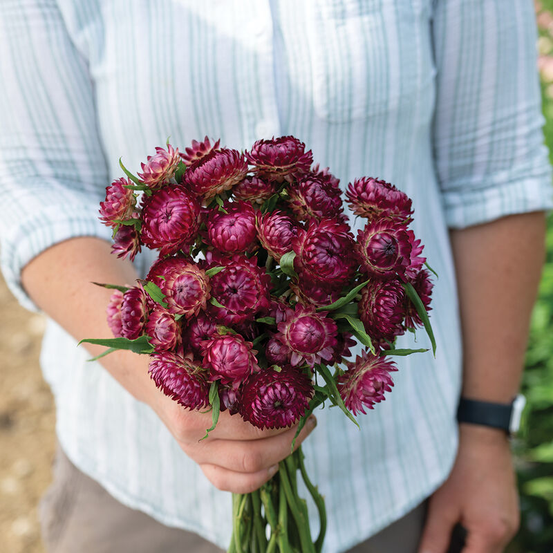 Strawflower - Cranberry Rose