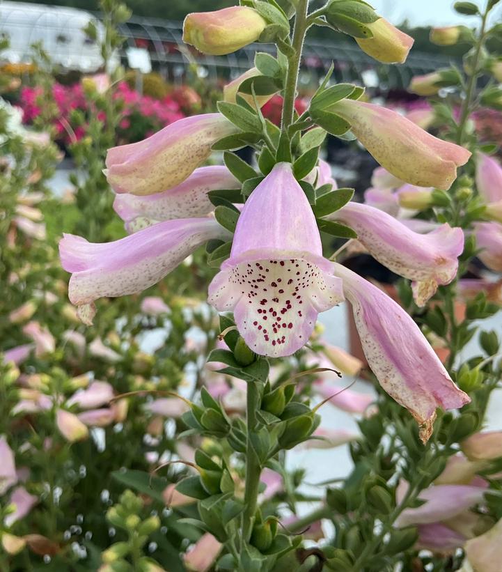 Perennial  Digitalis Hanabee Pink