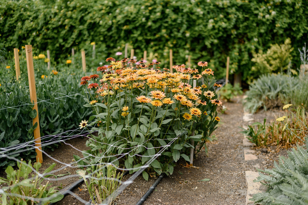 Snuck Flowers Snuck Farm