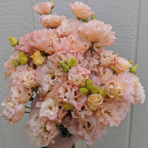 72 Cell Tray Lisianthus Voyage Apricot- Cool Season