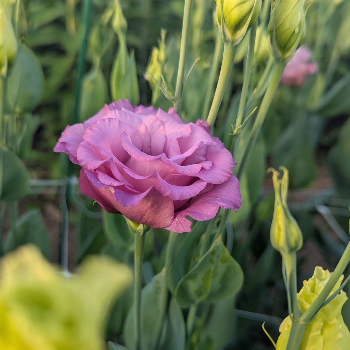 Lisianthus Celeb 2 Metalic Blue