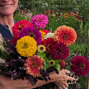 72 Cell Tray Zinnia Benary's Giant Mix- Warm Season