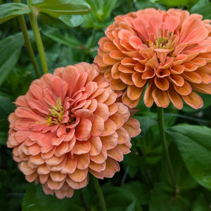 72 Cell Tray Zinnia Benary's Giant Salmon Rose- Warm Season