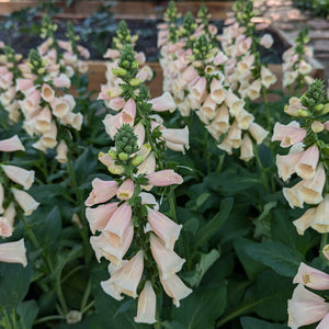 Perennial  Digitalis Dalmation Peach (Foxglove)