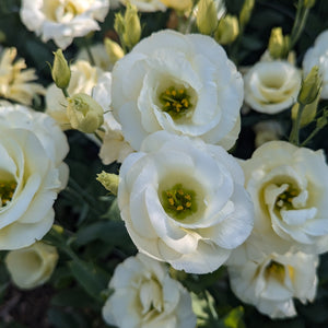 72 Cell Tray Lisianthus Mariachi Yellow (Buttercream)- Cool Season