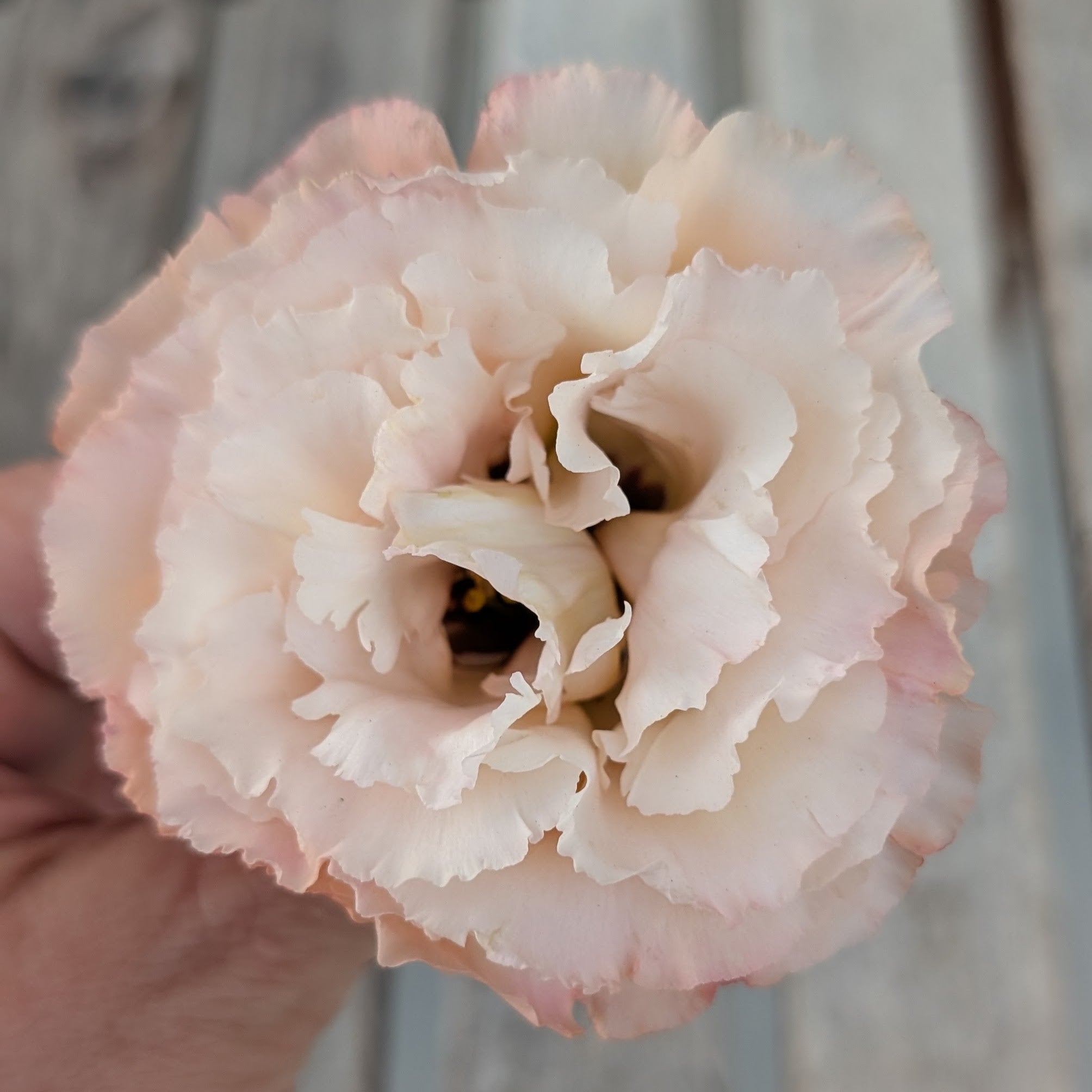 Lisianthus Celeb 2  Apricot