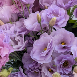 72 Cell Tray Lisianthus Mariachi Lavender- Cool Season