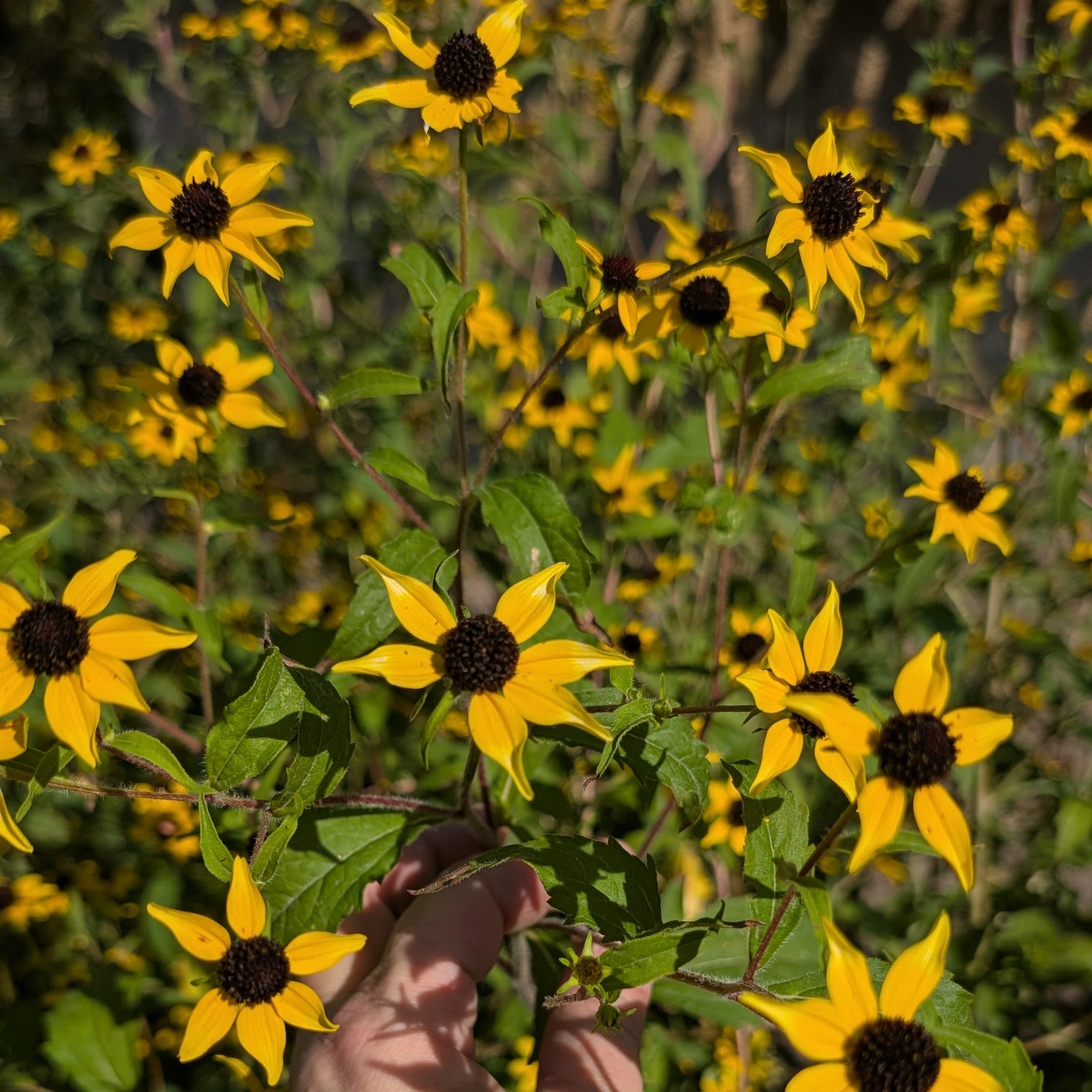 Perennial Rudbeckia Triloba