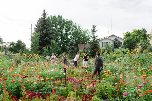 Backyard Cut Flower Garden Course In Collaboration With Sego Lily Flow
