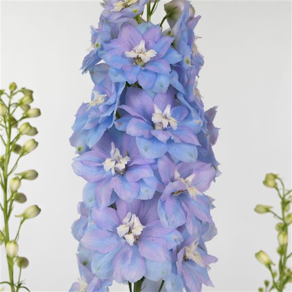 Perennial Delphinium Excalibur Light Blue with White bee