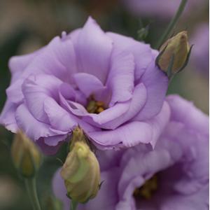 72 Cell Tray Lisianthus Mariachi Lavender- Cool Season