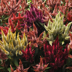 72 Cell Tray Celosia Celway Mix- Warm Season