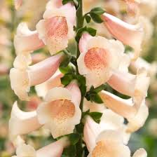 Perennial  Digitalis Dottie Peach