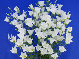 Lisianthus Macherie White