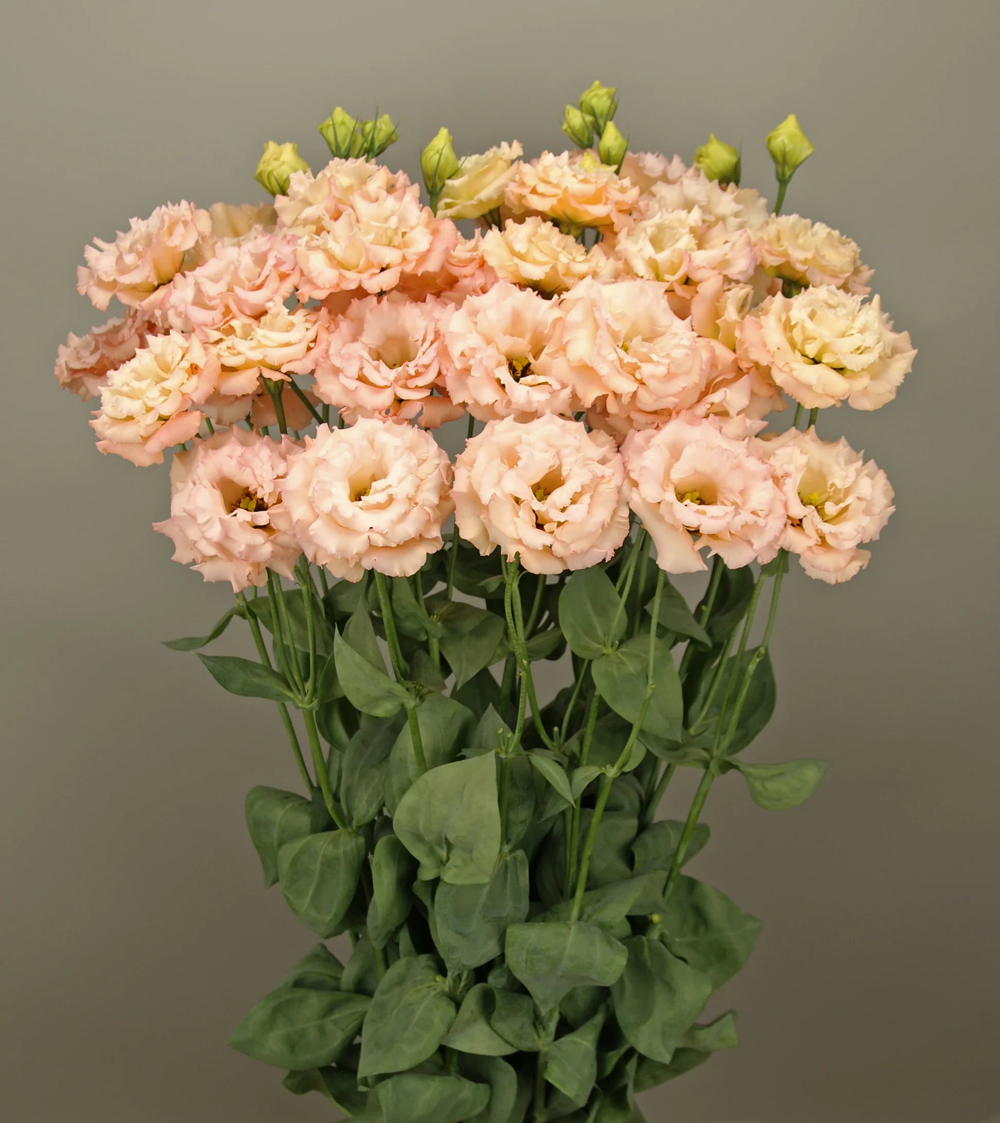 Lisianthus Elegance Mango 3