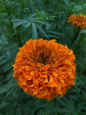 Marigold - Chedi Orange (formerly Jedi)