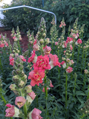 Snapdragon - Madame Butterfly