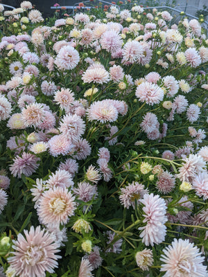Buy Chinese Aster King Size Apricot - 100 seeds now! - The Farm Dream