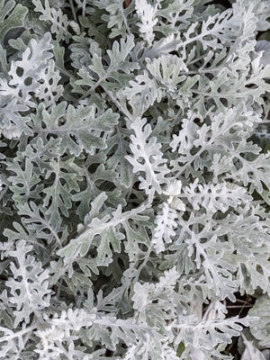 Dusty Miller - Candicans